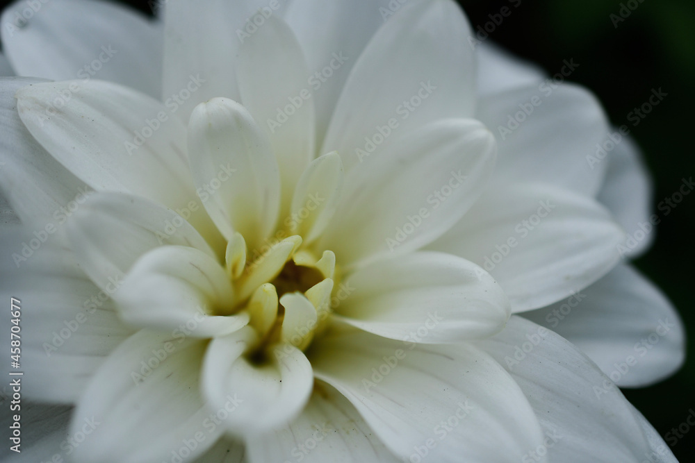 white dahlia flower white dahlia flower