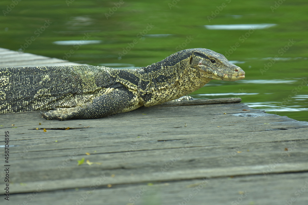 Varanus salvator or water moniter is reail nature. He resting sunbathe for dry skin. Varanus salvator or water moniter is reail nature. He resting sunbathe for dry skin.