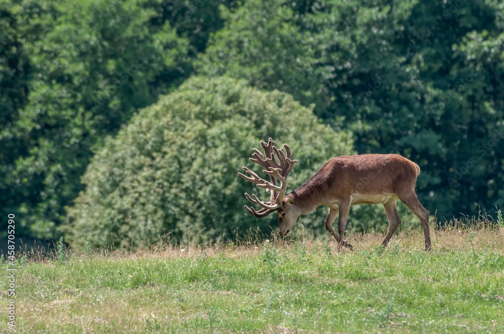 Naklejka premium The Red Deer (Cervus elaphus) in farm, Poland