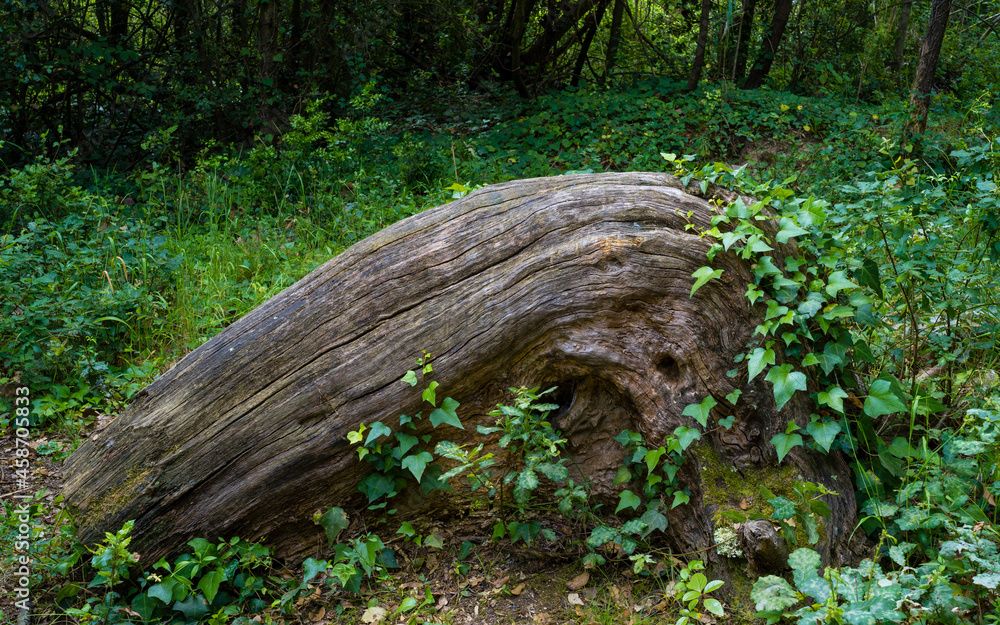 tronco con forma de ola emergiendo entre vegetacion baja parcialememte cubierto de hiedras en bosques de argentona cataluña españa tronco con forma de ola emergiendo entre vegetacion baja parcialememte cubierto de hiedras en bosques de argentona cataluña españa