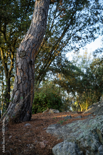 pino doblado cubriendo sendero cubierto por pineda rojiza en castillo de montbui cataluña españa photo