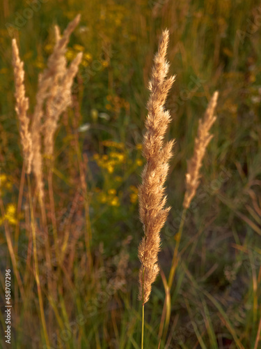 wild field grass in the meadow