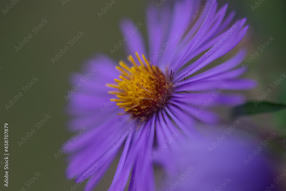 Obraz premium close up of a flower: New England Aster