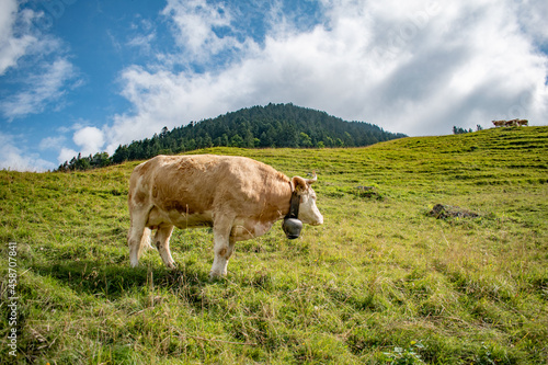 Beautiful swiss cows. Alpine meadows. farm.