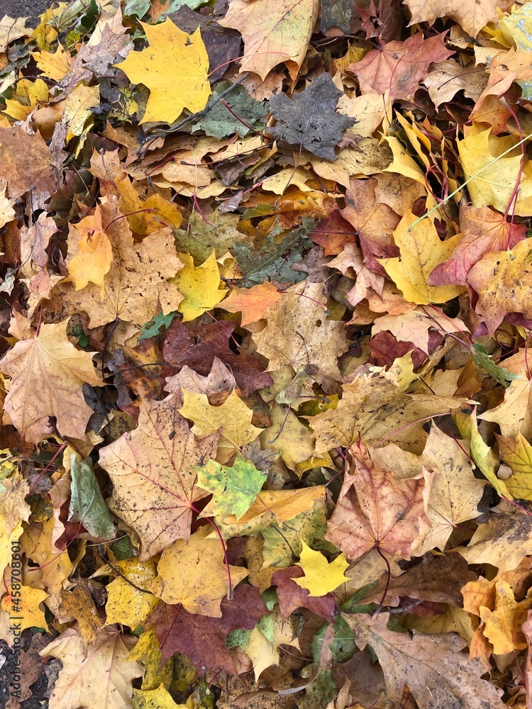 autumn leaves background autumn leaves background