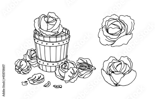 A set of cabbage heads with wooden tub. Salting and marinating in a barrel. A vector illustration with black ink contour lines isolated on a white background in a doodle and hand drawn style.