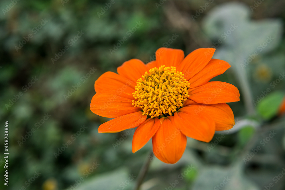 Closed up of Mexican Sunflower are blooming in blurred green leaves background. Closed up of Mexican Sunflower are blooming in blurred green leaves background.