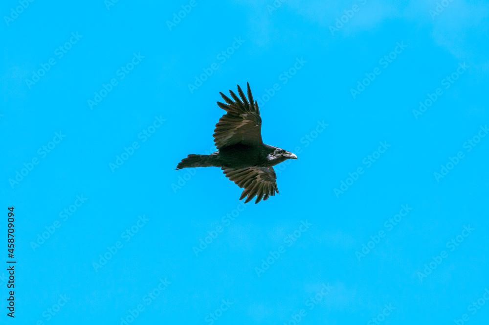 Obraz premium Raven (Corvus corax) at Chowiet Island, Semidi Islands, Alaska, USA