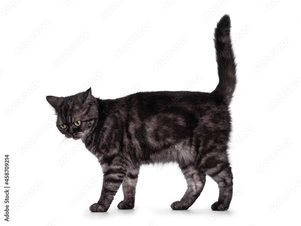 Cute Black smoke British Shorthair cat, standing side ways. Looking down away from camera. Isolated on a white background. Cute Black smoke British Shorthair cat, standing side ways. Looking down away from camera. Isolated on a white background.