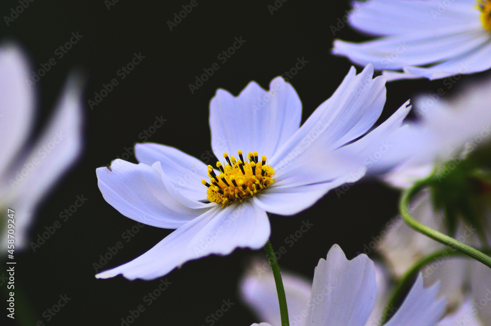 White flower with black background. White flower with black background.