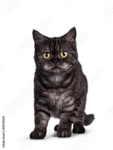 Cute Black smoke British Shorthair cat, standing facing front. Looking towards camera. Isolated on a white background.