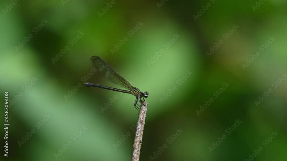 Facing to the right while perched on top of a twig almost motionless, Peacock Jewel, Aristocypha fenestrella, Kaeng Krachan National Park, UNESCO World Heritage, Thailand. Facing to the right while perched on top of a twig almost motionless, Peacock Jewel, Aristocypha fenestrella, Kaeng Krachan National Park, UNESCO World Heritage, Thailand.