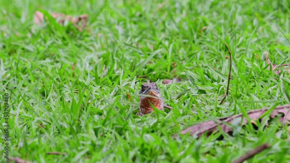 Looking towards the left then turn its head towards the camera, Eyed Butterfly Lizard, Leiolepis ocellata, Huai Kha Kaeng Wildlife Sanctuary, Thailand.
