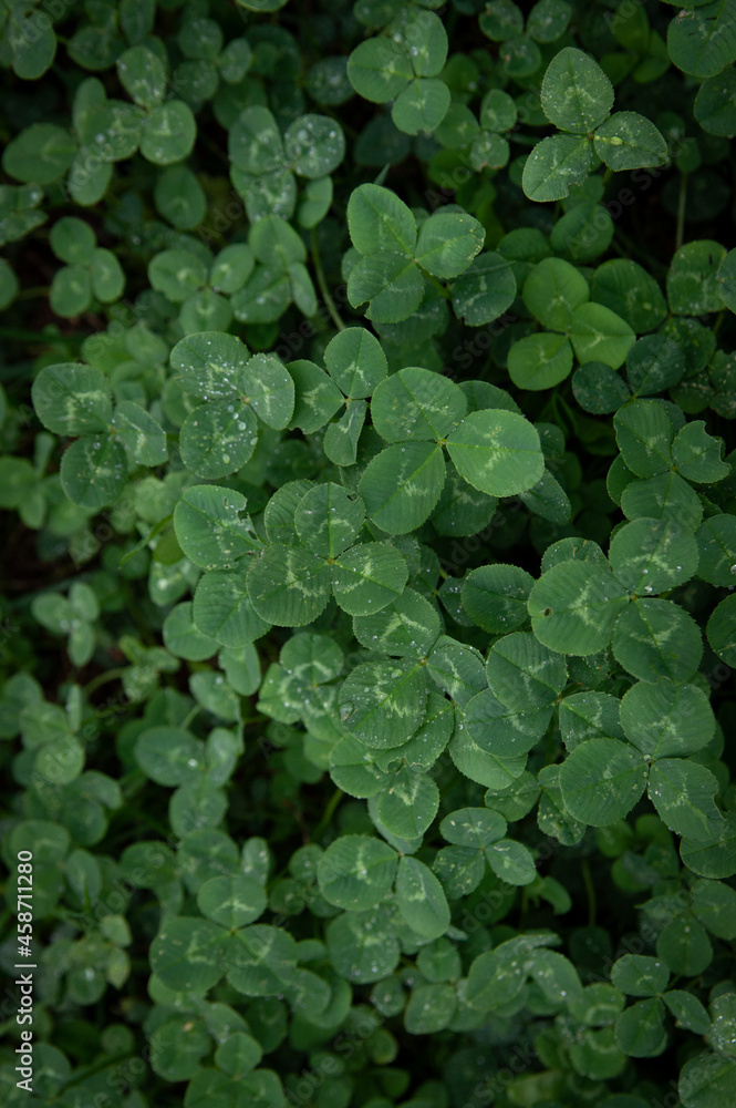 Obraz premium clover in the garden