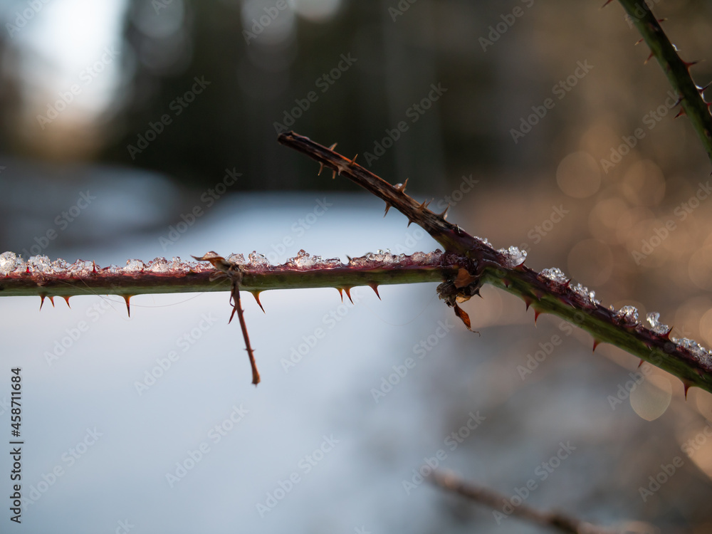 Obraz premium Frozen branch of a tree
