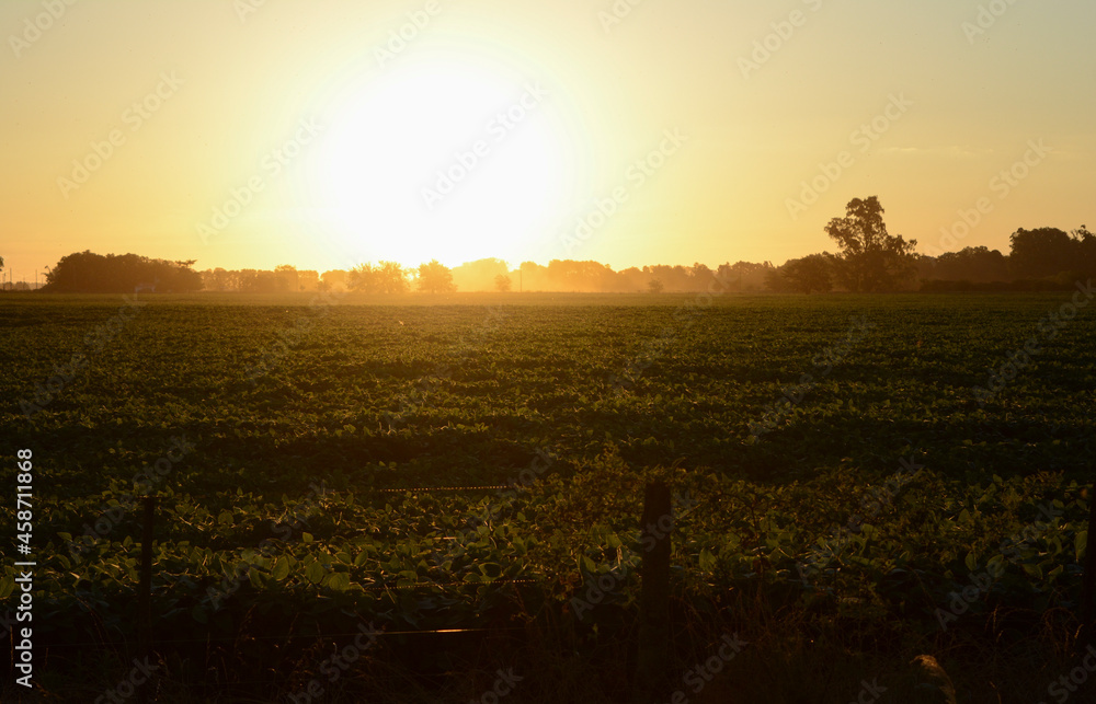 sunset in soybean field, yellowish sunset in soybean plantation