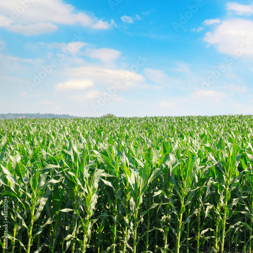 Corn field and blue sky with clouds