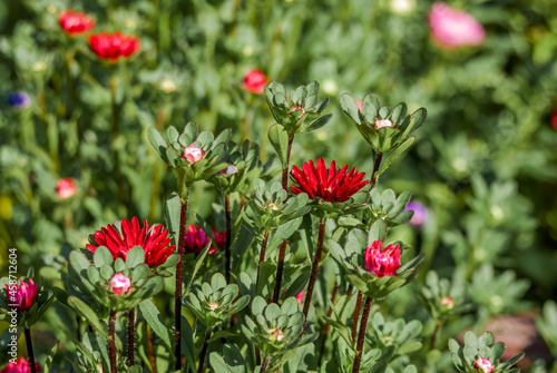 China Acter (Callistephus chinensis) in garden