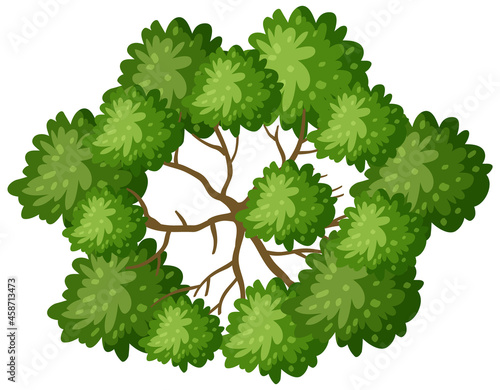 Top view of a tree with branches isolated on white background
