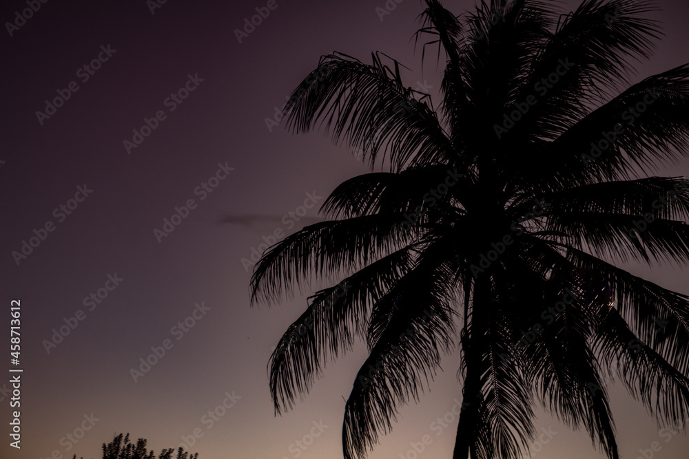 Silhouette of a palm tree canopy during sunset. Holiday landscape. Silhouette of a palm tree canopy during sunset. Holiday landscape.