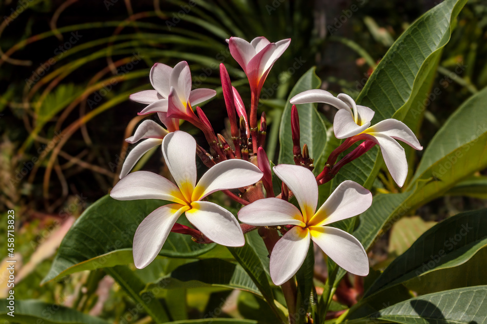 Fototapeta premium Common Frangipani (Plumeria rubra) in garden, Los Angeles, California, USA