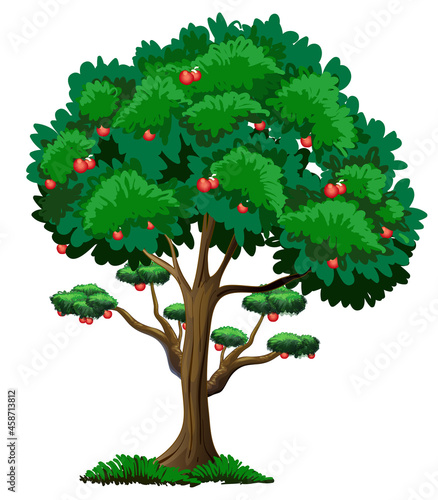 Many red apples on a tree isolated on white background