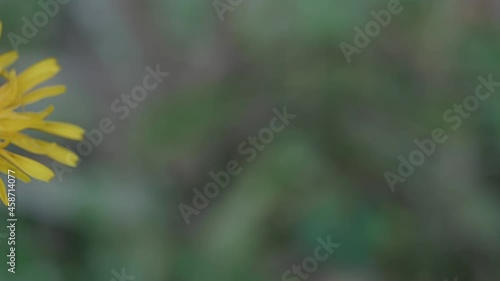 Closeup footage of a common daisy flower with yellow petals on a green background photo