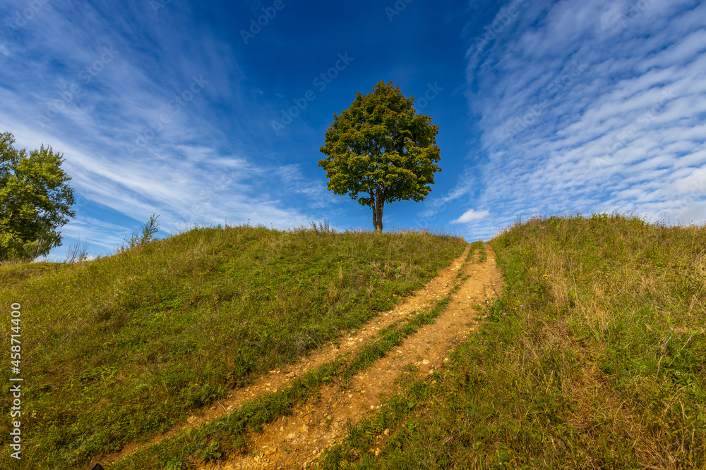 Fototapeta premium A tree on top of a hill against a blue sky with clouds. The road to the top of the hill. Lonely tree against the sky. Bright greens.