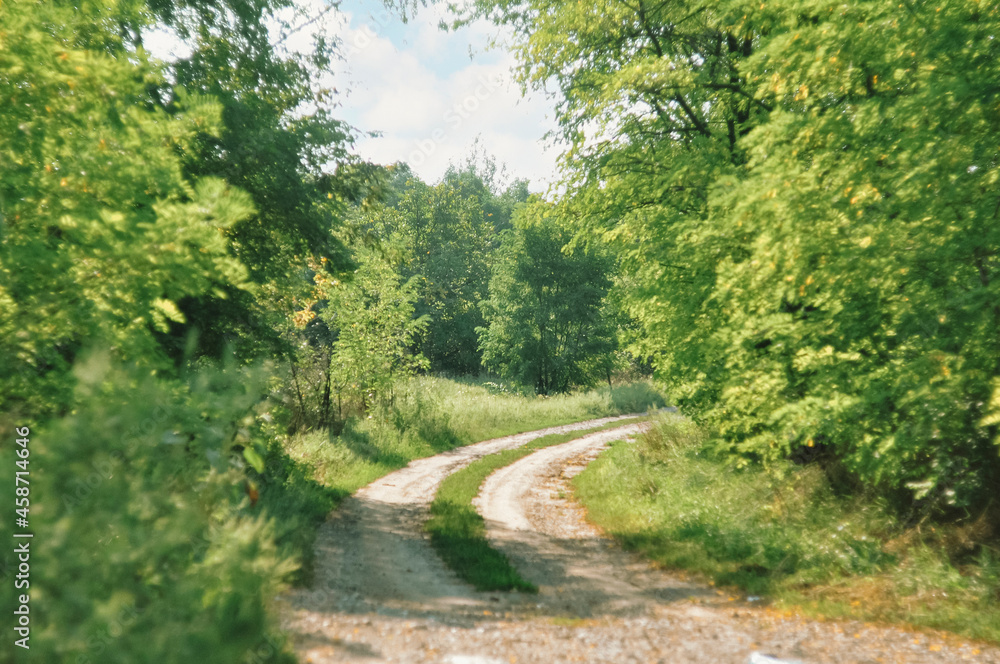 Fototapeta premium path in the forest