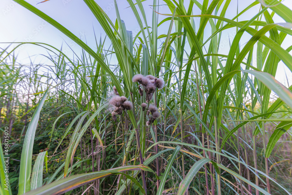 Fototapeta premium Spätsommer in der Eifel