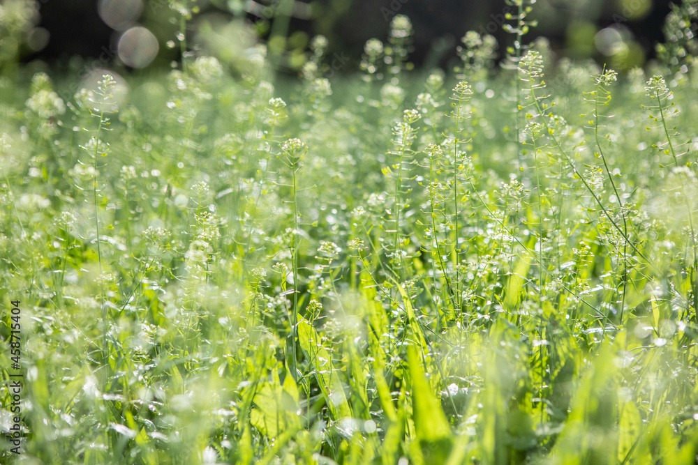 early morning grass early morning grass