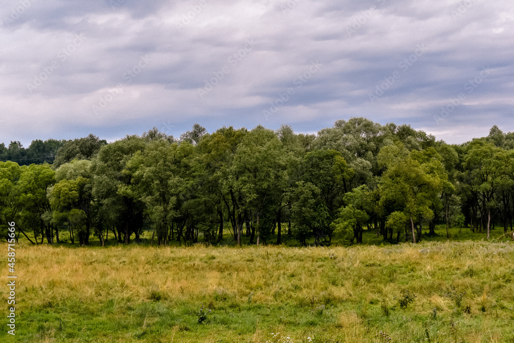 Zielona łąka,  drzewa i błękitne niebo.