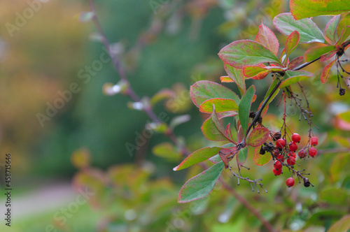 barberry korean leaves berries bush Berberis koreana . High quality photo