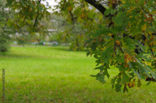 white oak branch and leaves quercus Alba . High quality photo