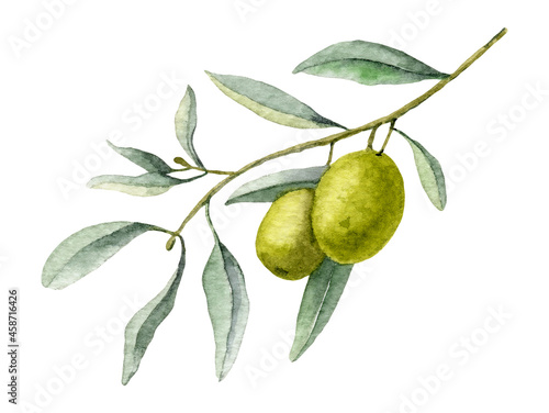 Wallpaper Mural Watercolor Olive Branch with green leaves. Hand drawn Illustration for oil bottle label design. Isolaten element on white background Torontodigital.ca