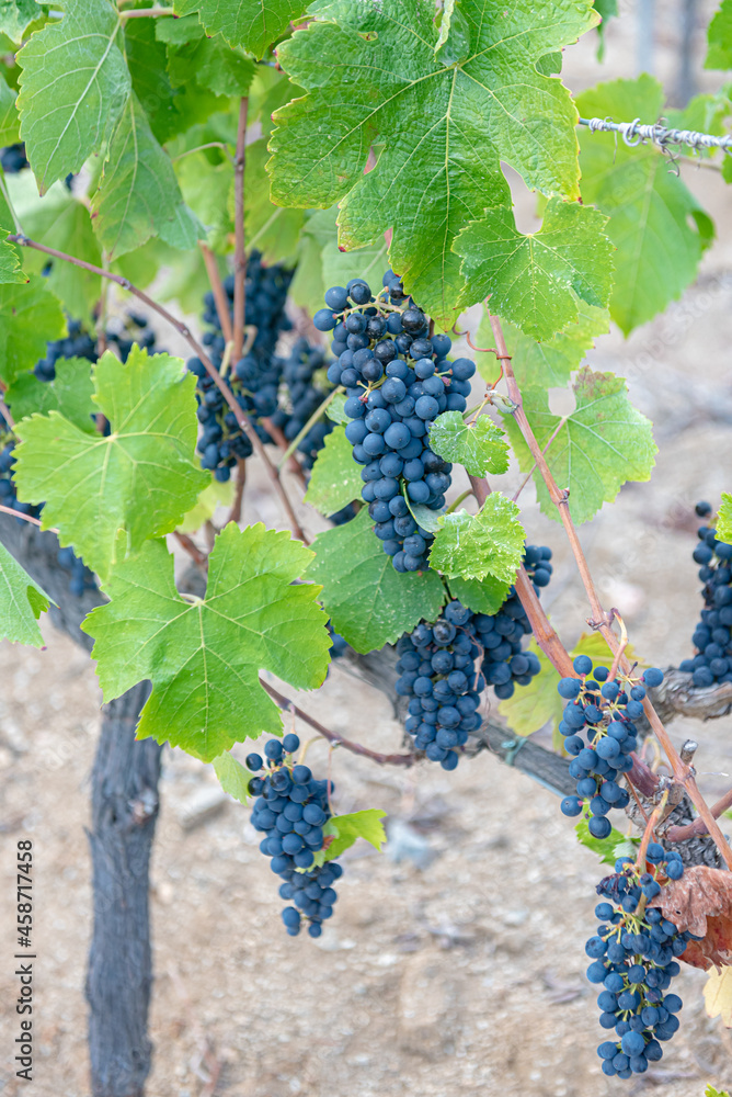 Bunches of grapes from a Spanish vineyard on the Catalan coast