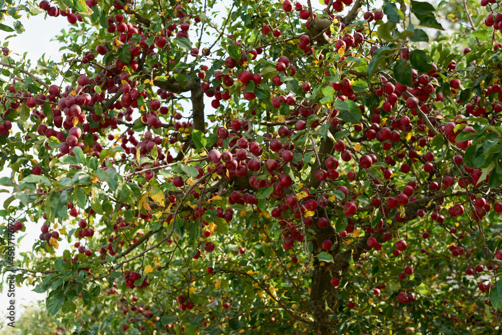 Fruits of a wild apple tree on a branch close-up. Branch with red apples.