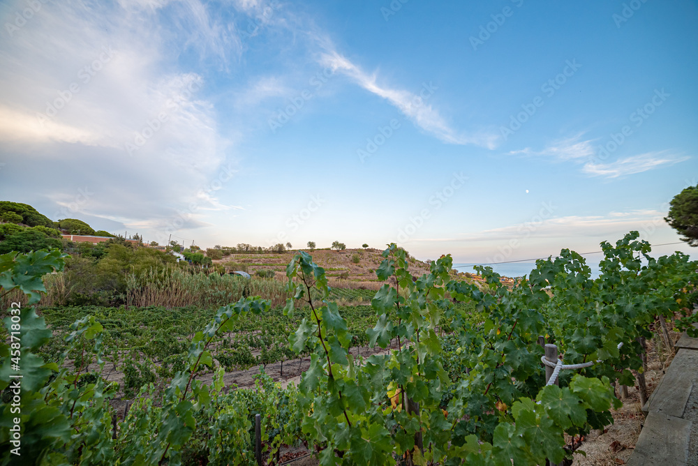 Spanish vineyard fields on the Catalan coast