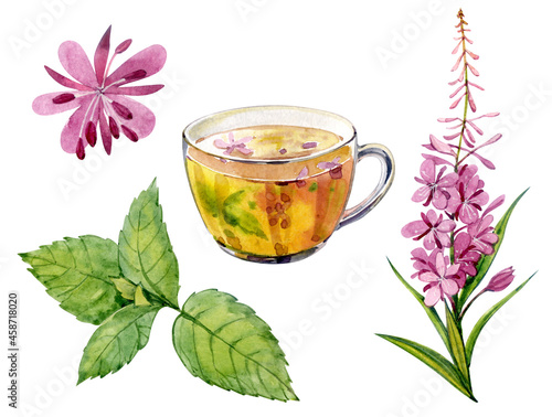 Watercolor clip art. A cup of herbal tea, Mentha leaves and Epilobium angustifolium flowers.