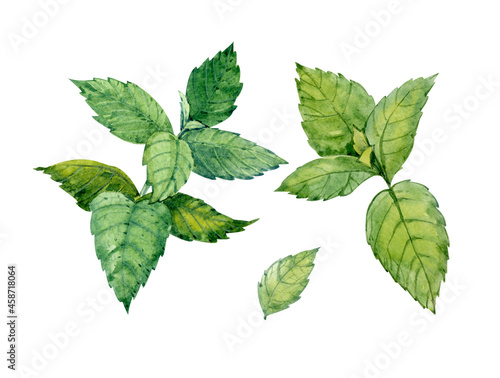 Watercolor clip art. Green Mentha leaves.