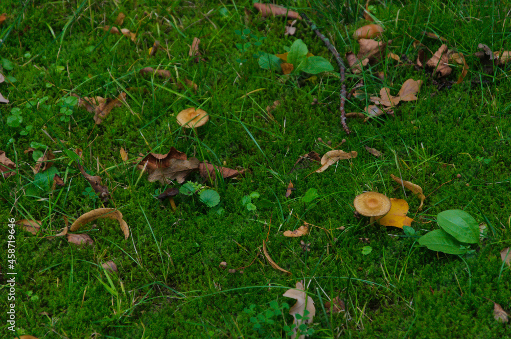 small mushrooms on the grass among fallen leaves autumn landscape. High quality photo
