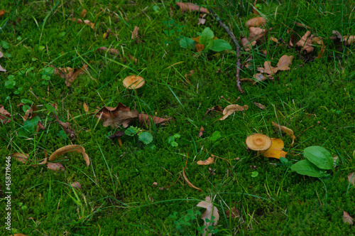 small mushrooms on the grass among fallen leaves autumn landscape. High quality photo