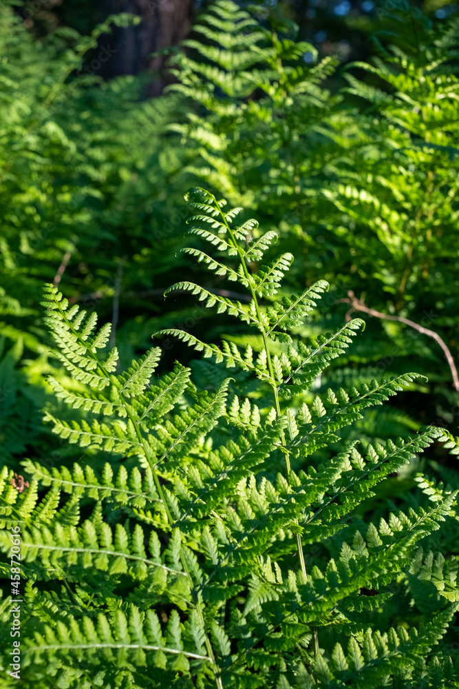 Common sword fern, Boston fern Nephrolepis exaltata LOMARIOPSIDACEAE indusium. Green Leaves Trees Hanging in forest. High quality photo