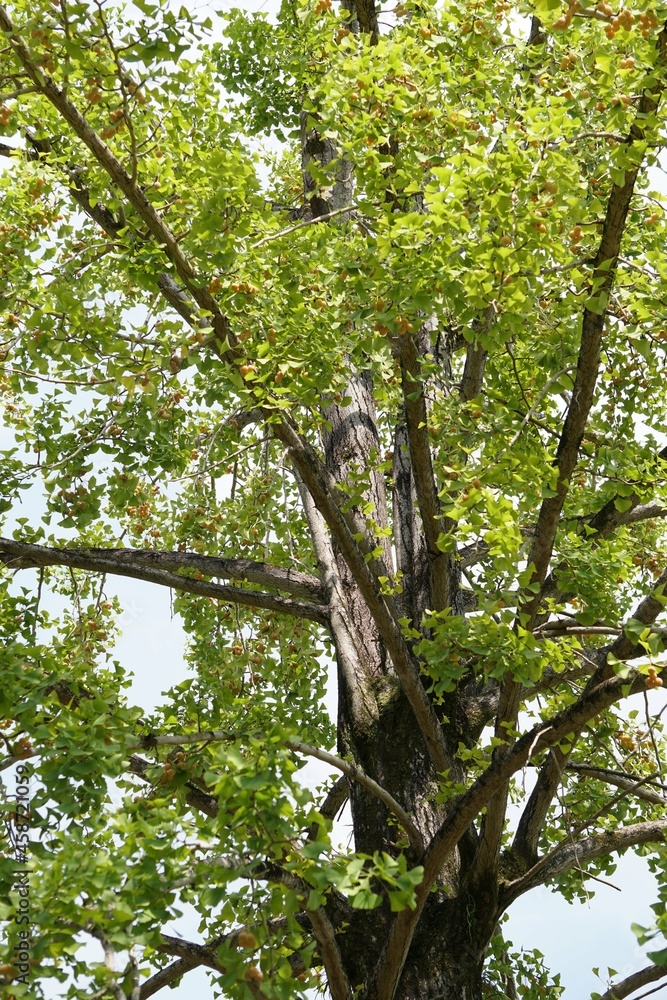 Fototapeta premium イチョウの木