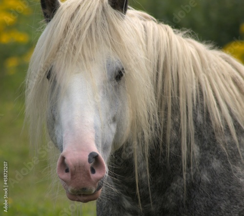 Horse portrait of gray dappled horse with a blond mane
