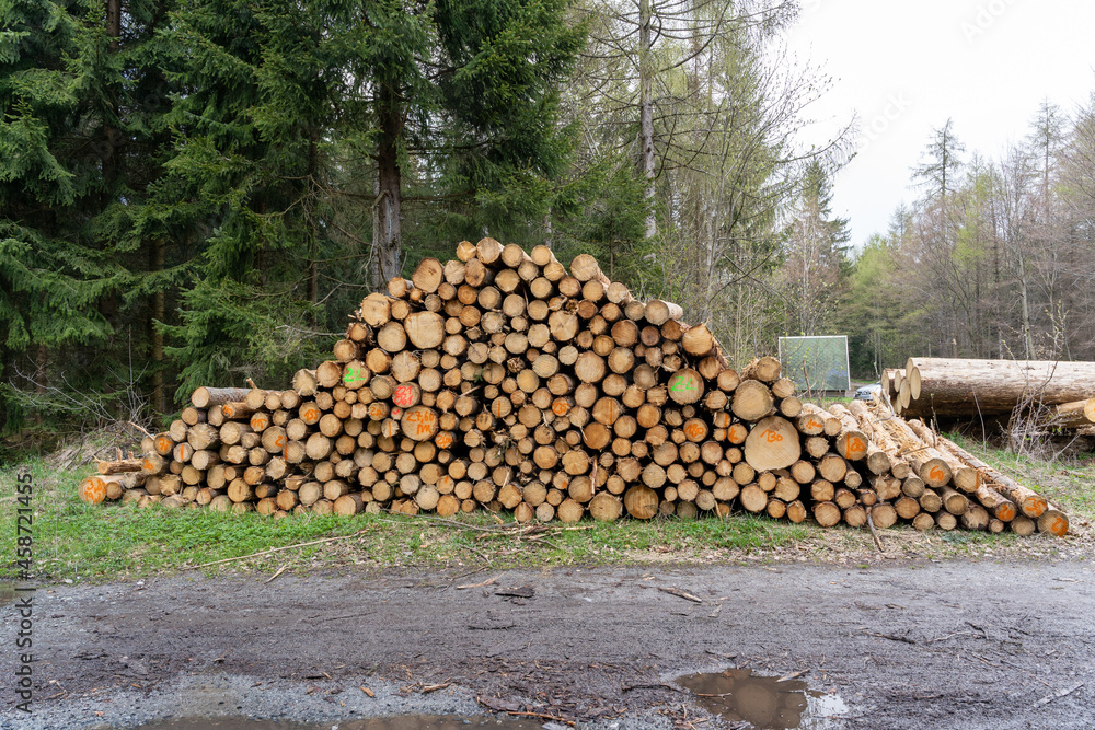 Gefällte Bäume zu einem Holzhaufen aufgestapelt und auf einem Polter abgelegt. Käferholz, Borkenkäfer