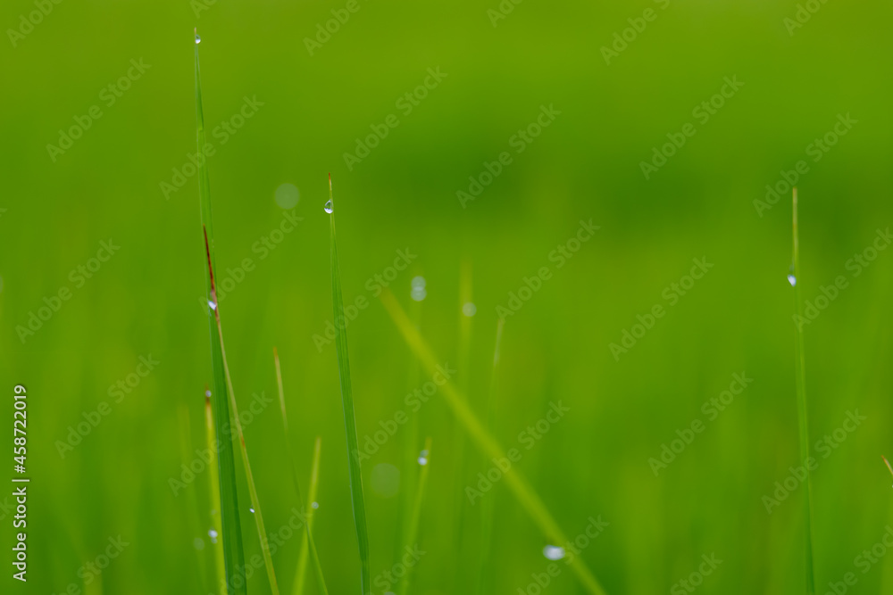 Dew on the grass in the morning Dew on the grass in the morning