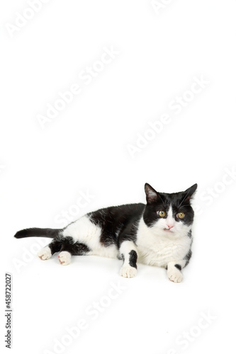 black and white cat lying on the floor isolated on white 