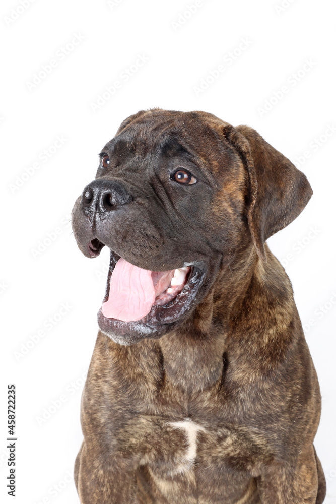 yawing puppy bullmastiff dog isolated on white