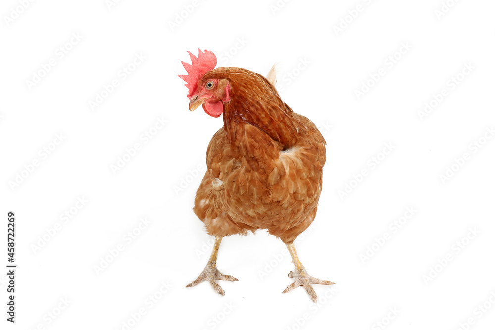 Fototapeta premium chicken isolated on white background